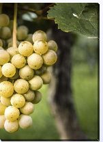 Картина «Гроздь винограда»