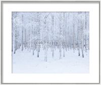 Картина в раме «Березовый лес лес в снегу»