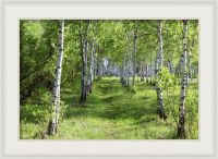 Картина в раме «Березы в лесу»