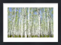 Картина в раме «Берёзовая роща»